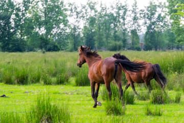 running horses in the meadow