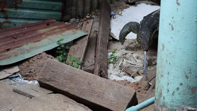 The Asian water monitor (Varanus salvator) walk at backyard, Thailand. Water monitor lizard comeback to his burrow in a yard of city house.