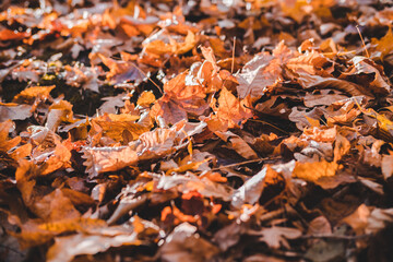 Autumn forest landscape in orange colors in the fall.