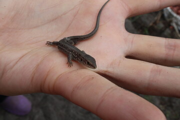 a small gray lizard sits on the hand naked or gloved looking