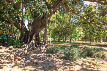 
Tropical botanical garden, Belem, Lisbon, Portugal