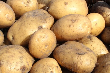 tubers of vegetables potatoes white yellow in the sand close up background food
