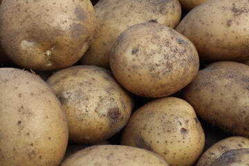 tubers of vegetables potatoes white yellow in the sand close up background food