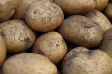 tubers of vegetables potatoes white yellow in the sand close up background food