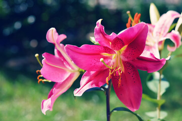 Obraz na płótnie Canvas Lily flowers blooming in the garden. Stargazer lily. Oriental lily