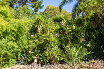 
Tropical botanical garden, Belem, Lisbon, Portugal