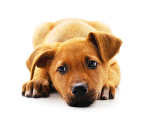 Obraz premium One little dog.