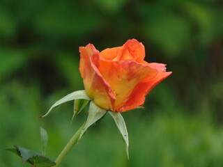 orange rose in the garden