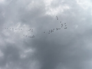 A wedge of cranes flew high above his head, shouting farewell to the neighborhood.