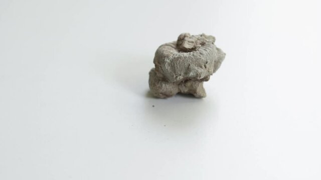 detail of fossil of amonite over white background