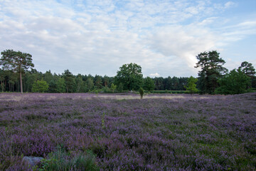 Lueneburg Heath Oldendorfer Totenstatt in Summer