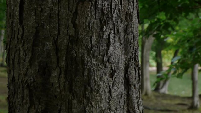 湖畔の森