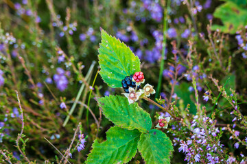 Blackberry in the Lueneburg Heath Oldendorfer Totenstatt in Summer