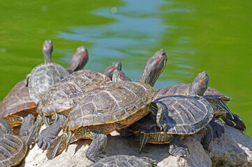 turtles basking and swimming in the sun