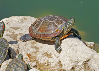 turtles basking and swimming in the sun