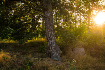 Lueneburg Heath Oldendorfer Totenstatt in Summer