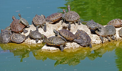 Fototapeta na wymiar turtles basking and swimming in the sun