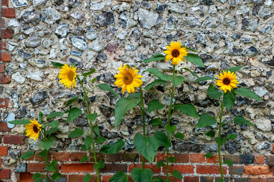 sunflowers against a wall