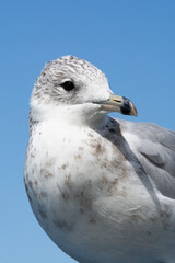 Ring-billed Gull