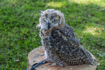 Great horned owl with grayish plumage with brown reflections tied on a tree stump with a blurred green background, wonderful sunny day at a bird show in the Netherlands