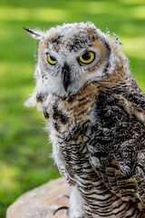 Great horned owl on the stump of a tree with a green blurred background, wonderful sunny day in the woods in the Netherlands
