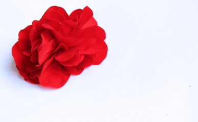 Red begonia flower isolated on white background on white background.