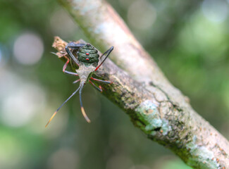 A close up from a solitary insect in the Mexican jungle