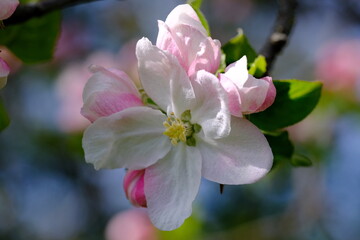 Fototapeta na wymiar Blüte des Apfelbaum im Frühjahr