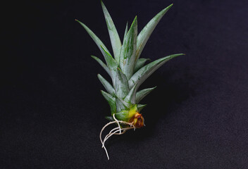 Pineapple plant on black background