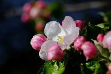 Fototapeta na wymiar Blüte eines Apfelbaums