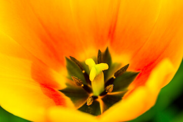 Close up of a tulip in a yellow, orange and black color scheme with yellow and green pistils, a magical creation of nature. Extreme macro photography