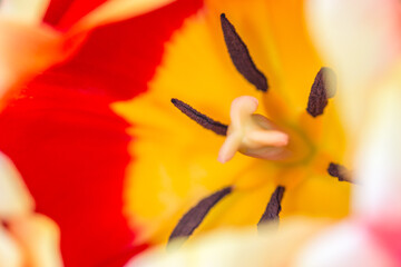 Fototapeta na wymiar Tulip with its red and yellow petals, its stigma, pistils, filaments and pollen, wonderful combination of texture and color. Beautiful creation of nature. Extreme macro photography