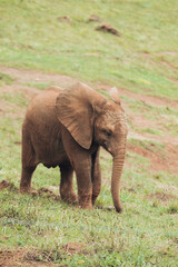 Naklejka na ściany i meble African elephant baby