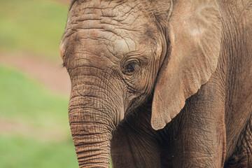 Close up of baby African elephant