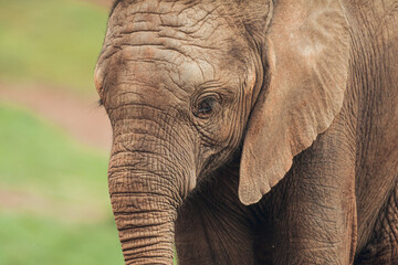 Fototapeta premium Close up of baby African elephant