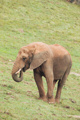 Fototapeta na wymiar Elephant isolated eating