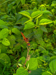 red dragonfly on a branch of tree macro stock photo.