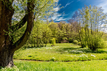 Obraz premium Meadows with a stream among green grass, lush trees, a spectacular blue sky and few white clouds in Kelmonderbos forest in Beek, South Limburg in the Netherlands Holland