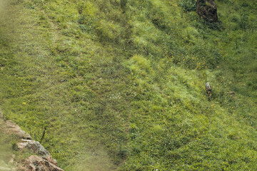 Iberian wolf in wilderness walking