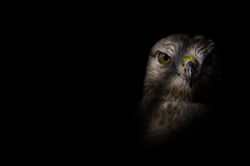 Bird of prey. Bird portrait. Black background. 