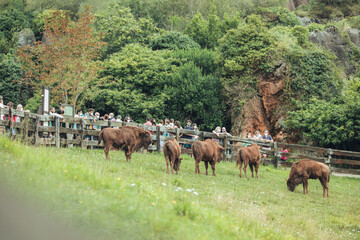 CANTABRIA, SANTANDER, SPAIN - AUGUST 19, 2020:, Group of European bison eating green grass in Cabarceno Natural Park with visitors