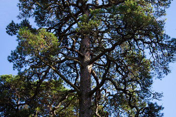 tree and sky