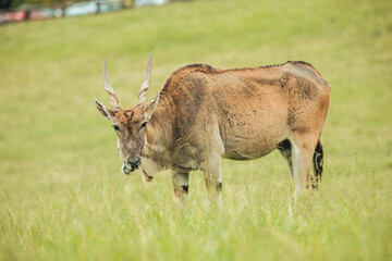 Close up of Eland eating grass in the green meadows