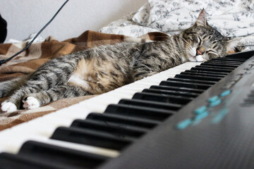 Portrait of brown tabby cat sleeping on piano.  Big green eyes. A beautiful background for...