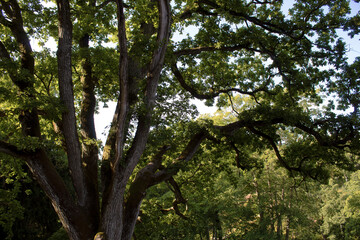 Fototapeta premium trees in the park