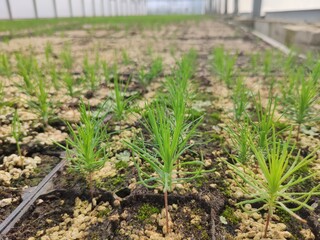 Young trees. Sprouts of green trees. Thorny plant. Plantation. Greenhouse with sprouts.