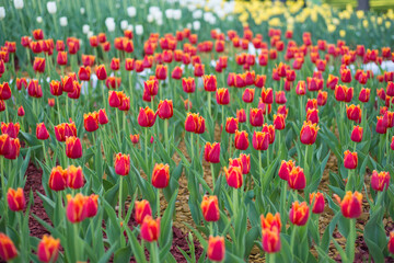 field of red tulips