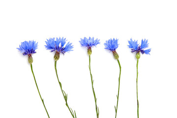 Blue cornflower sprigs isolated on white background