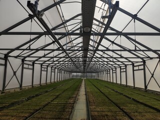 Young trees. Sprouts of green trees. Thorny plant. Plantation. Greenhouse with sprouts.