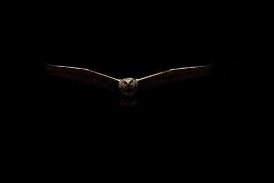 Bird of prey. Creative abstract nature. Darkness background.